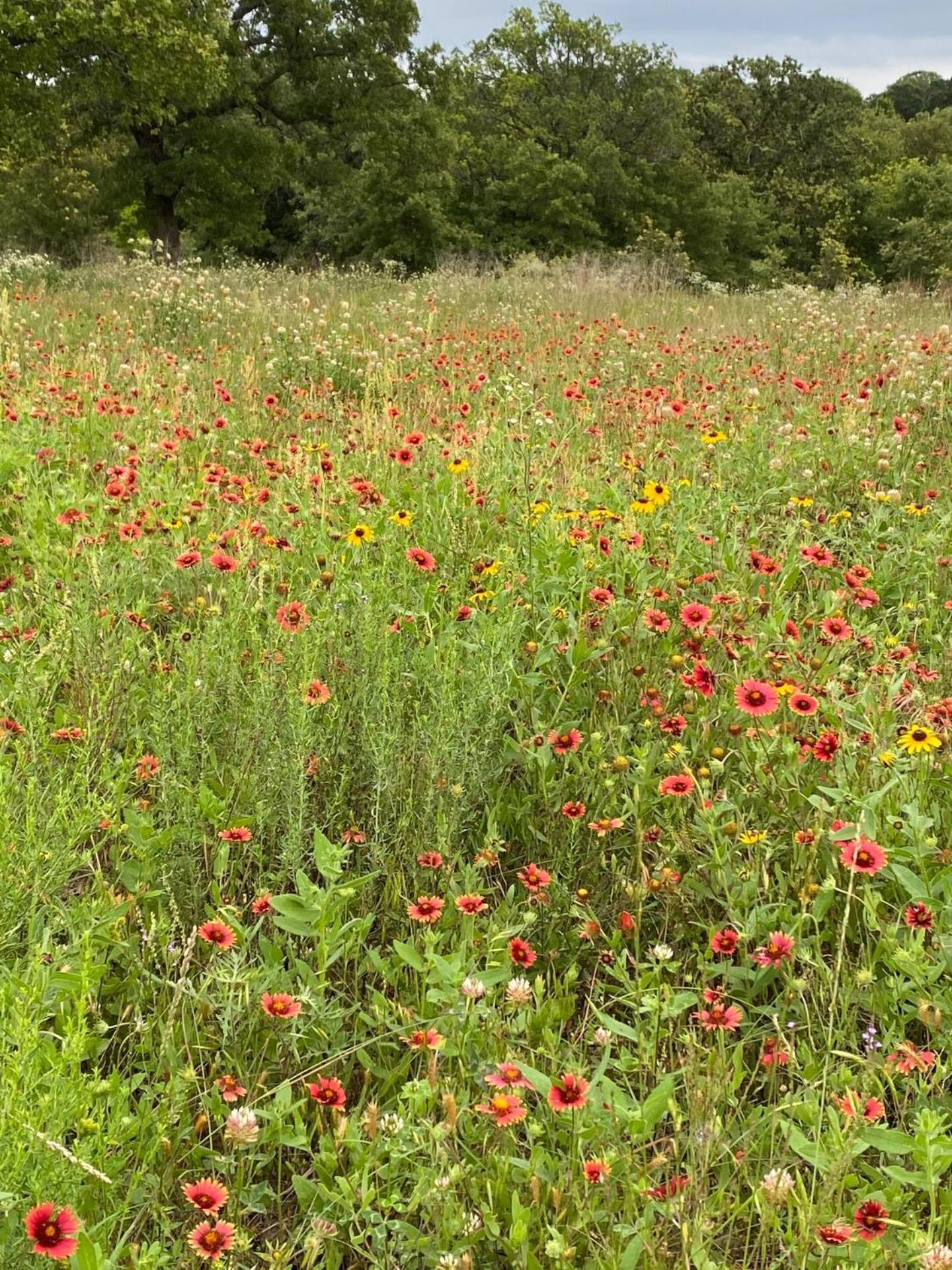 Nature Retreateclectic Country Boho Farmhouse Nocona Eksteriør bilde
