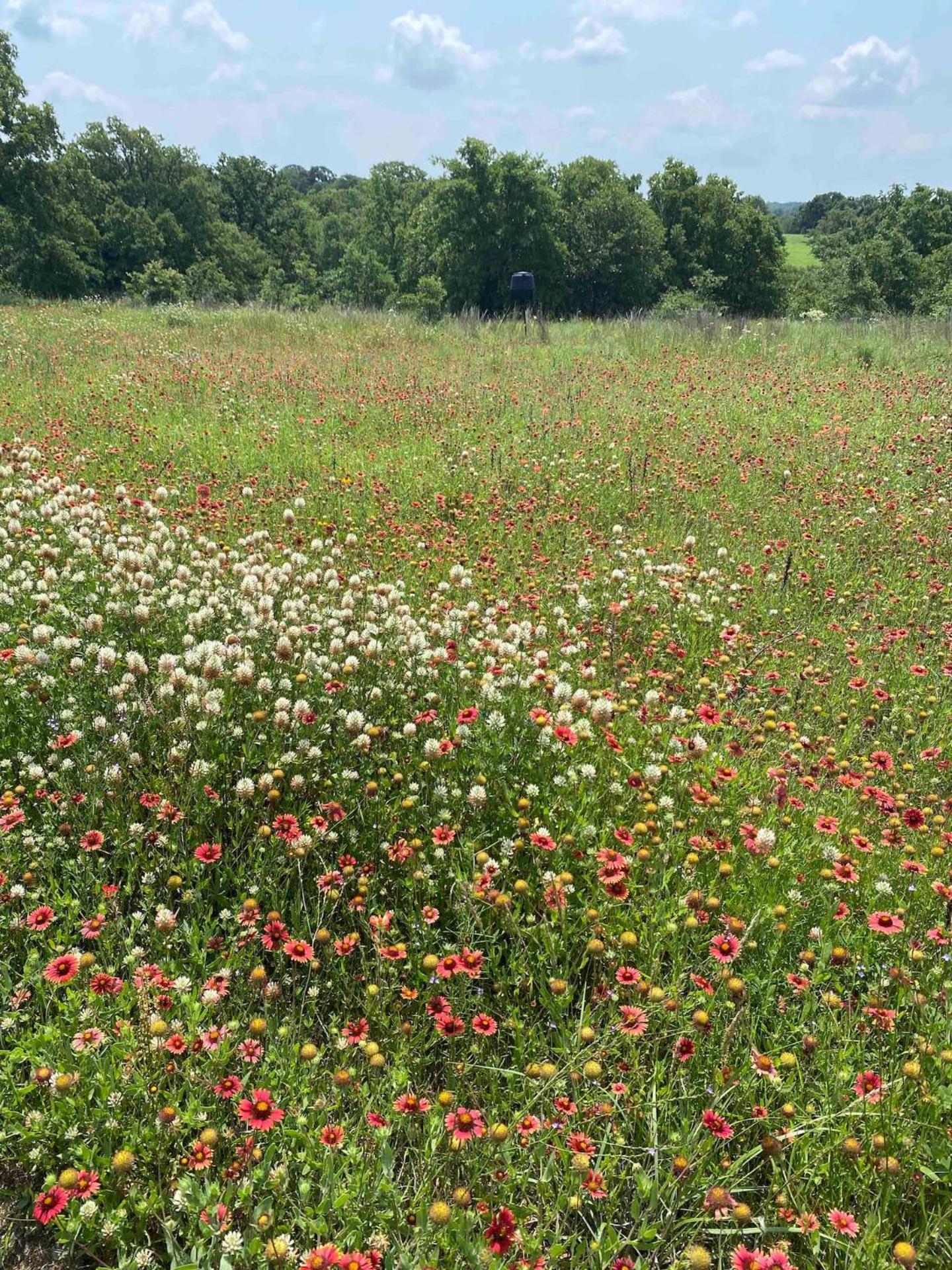 Nature Retreateclectic Country Boho Farmhouse Nocona Eksteriør bilde